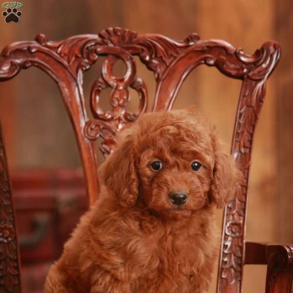 Gabby, Miniature Poodle Puppy